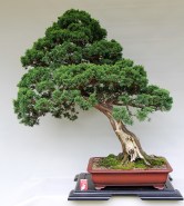 IH-8_shimpaku-front-02