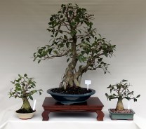 IH-9-10-11_ficus