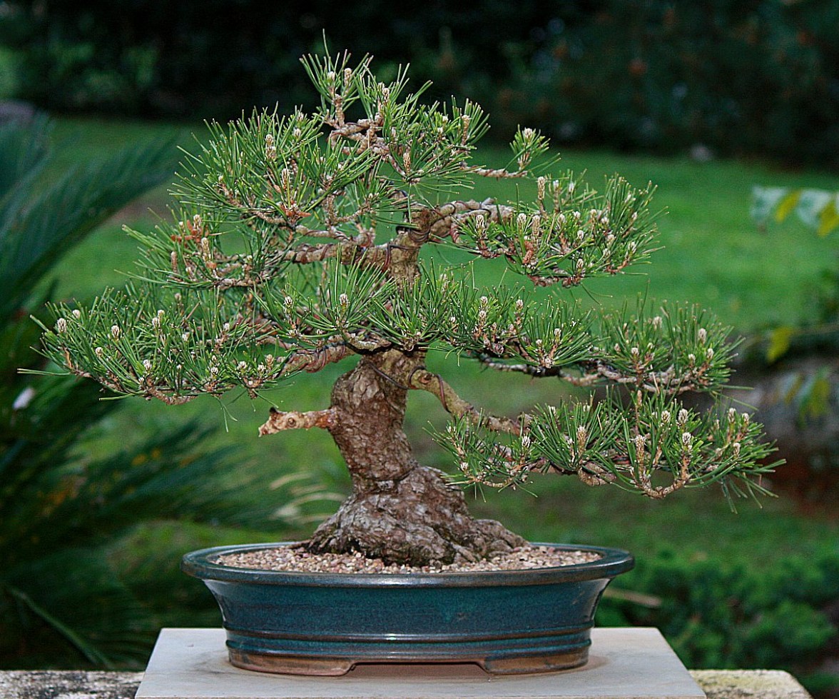 Japanese-black-pine-38