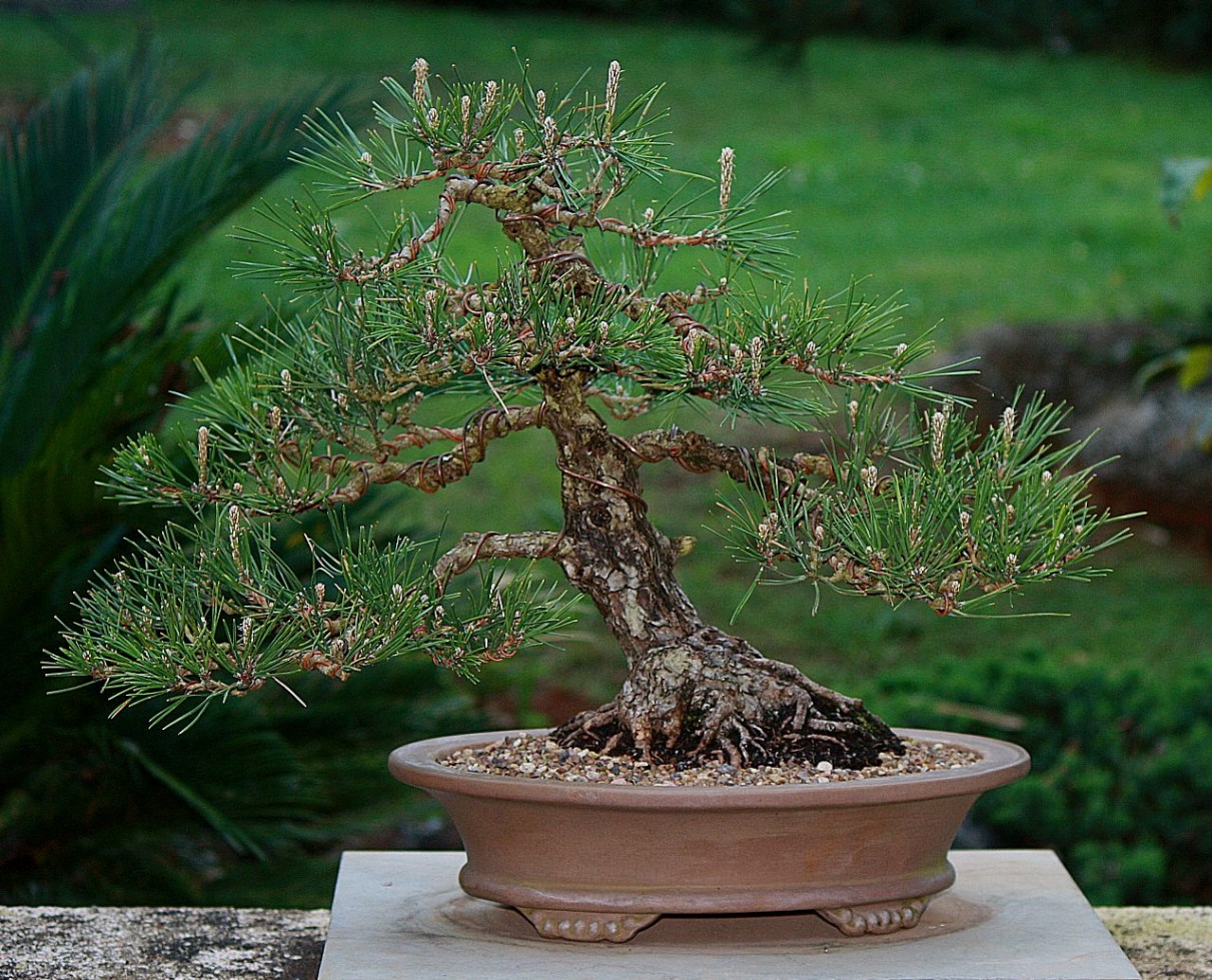 Japanese-black-pine-39