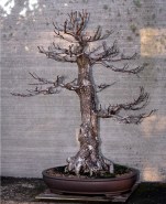 Liquidamber01-winter