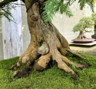 Swamp-Cypress-03-nebari