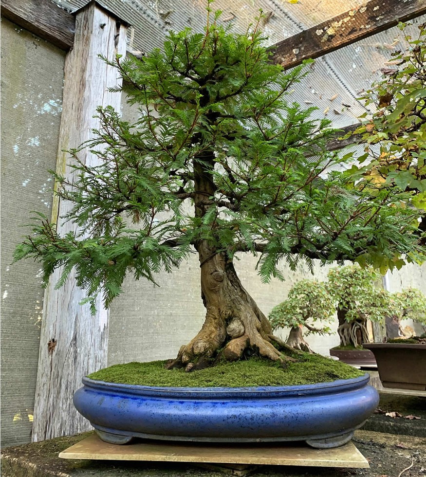 Swamp-Cypress-03a