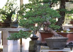 australian-bonsai-gallery-juniper