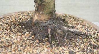 Bonsai For Sale 