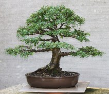 chinese-elm-01-2019-10