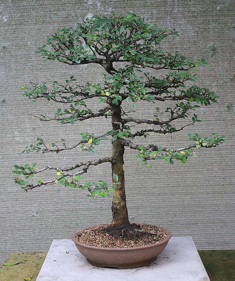 Bonsai For Sale 