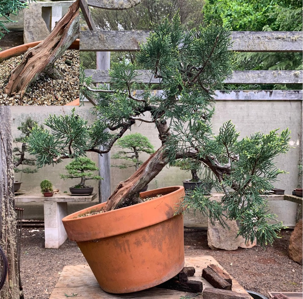 chinese-juniper-04a