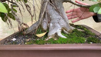 Bonsai For Sale 