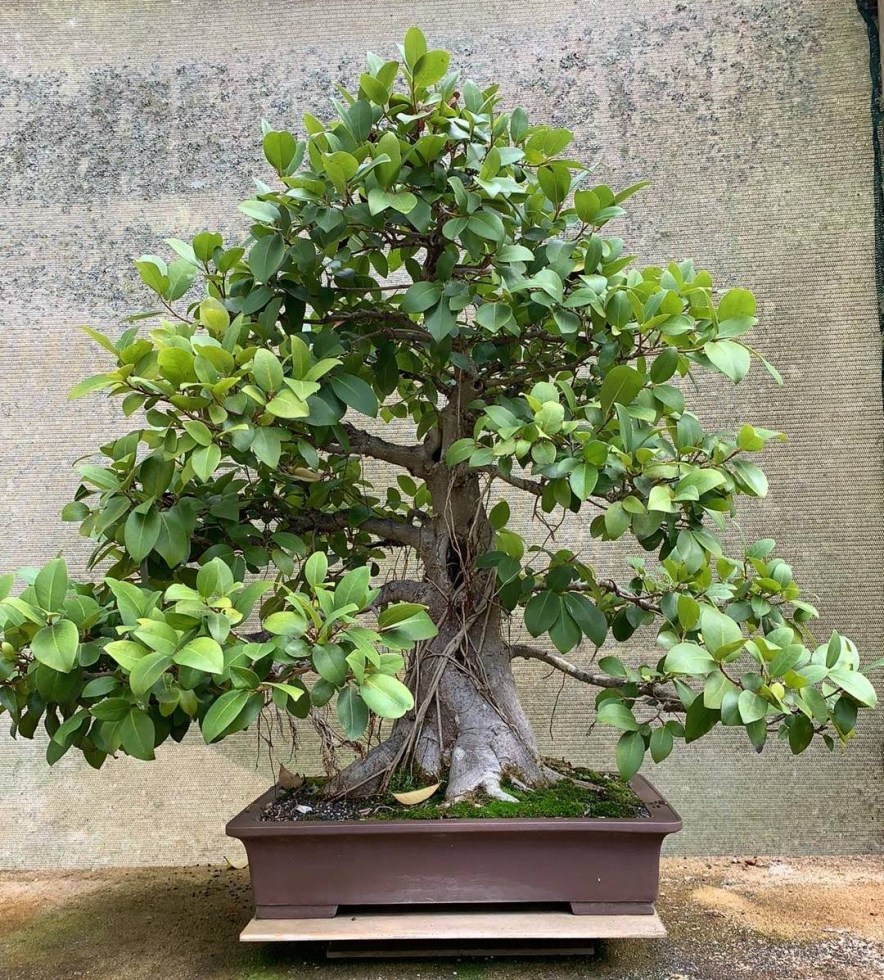 Bonsai For Sale 