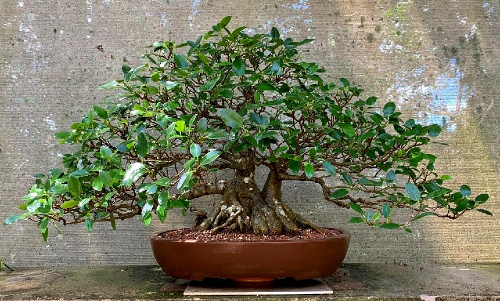 ficus-macrophylla-24