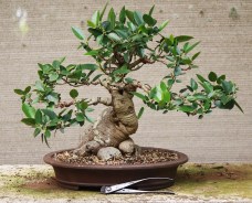Ficus Rubiginosa