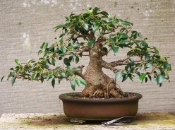 Ficus Rubiginosa