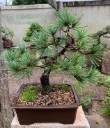 Bonsai For Sale 