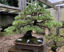 Bonsai For Sale 
