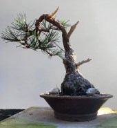 jbp-0034a1