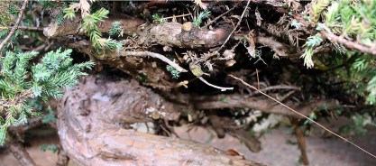 juniperus-procumbins-bonsai-stock-02b