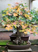 liquidamber-01autumn