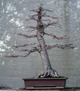 liquidamber-02-australian-bonsai-gallery