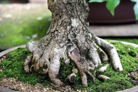 sakura-bonsai-gallery-liquidamber-01-nebari