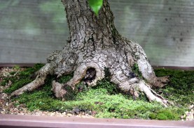 sakura-bonsai-gallery-liquidamber-02-nebari