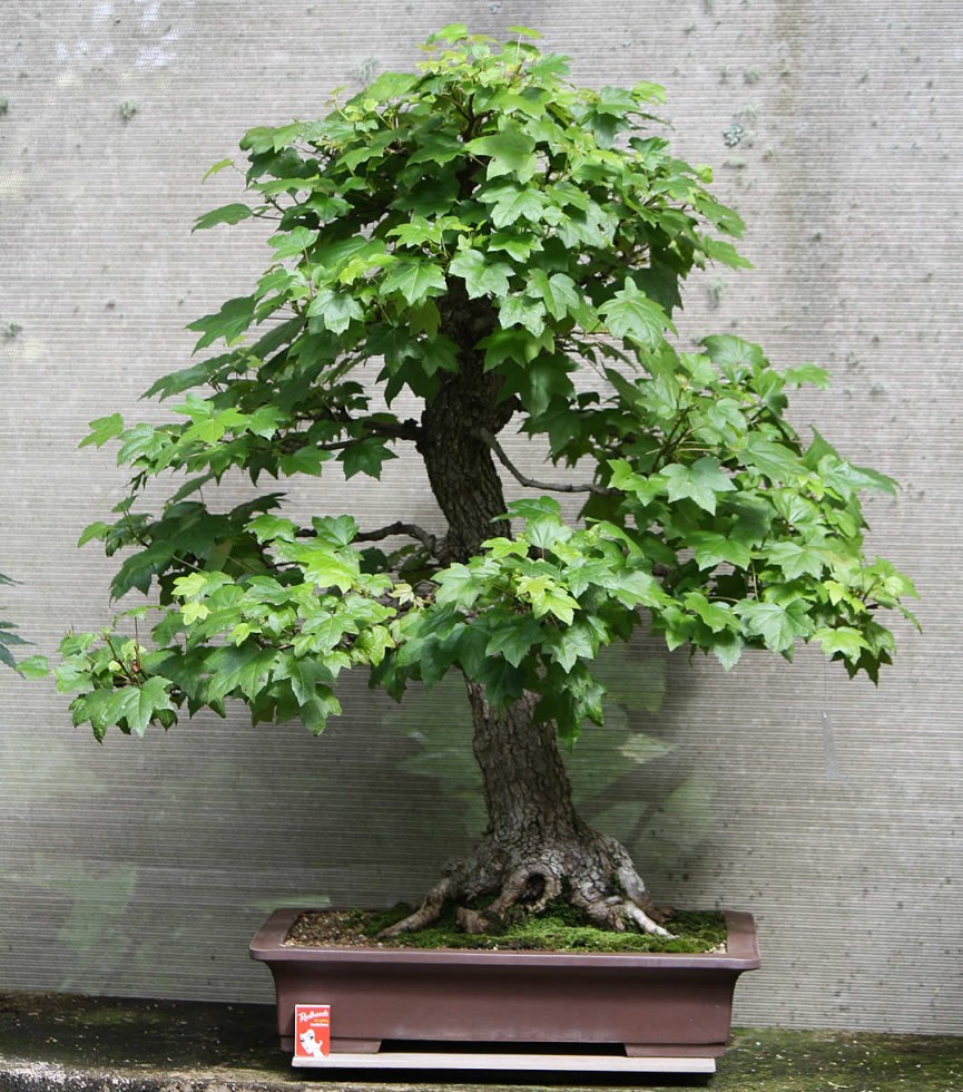 sakura-bonsai-gallery-liquidamber-02