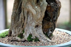 Old fused roots form a nice nabari.