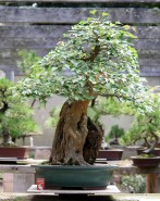 Old 'Root-over-rock' Trident Maple