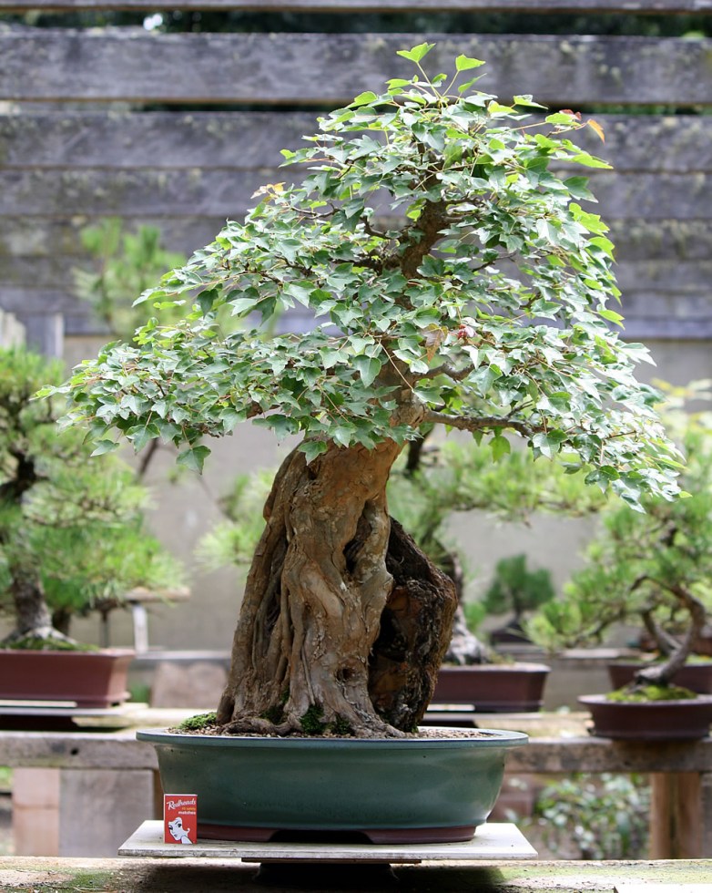 Old 'Root-over-rock' Trident Maple