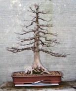 swamp-cypress-02-ac