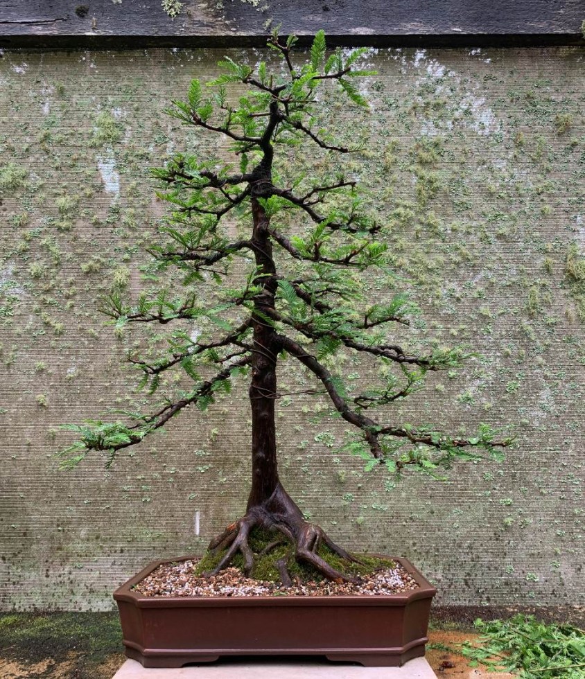 swamp-cypress-11-2021-11