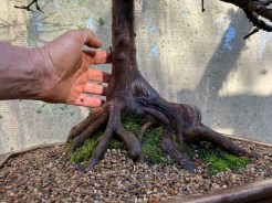 swamp-cypress-11-nebbari-02