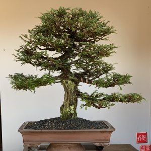 Sequoia sempervirens repotted Spring 2025
