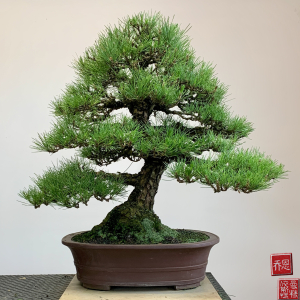 財団 Zaidan