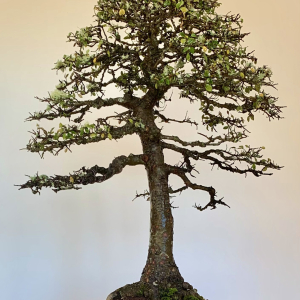Chinese Elm