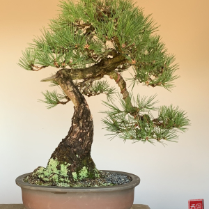japanese-black-pine-2025-09-repotted