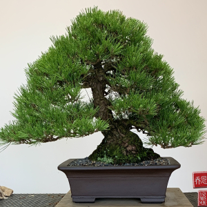 japanese-black-pine-2025-10