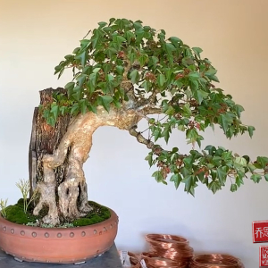 Trident-maple-bonsai-root-over-rock